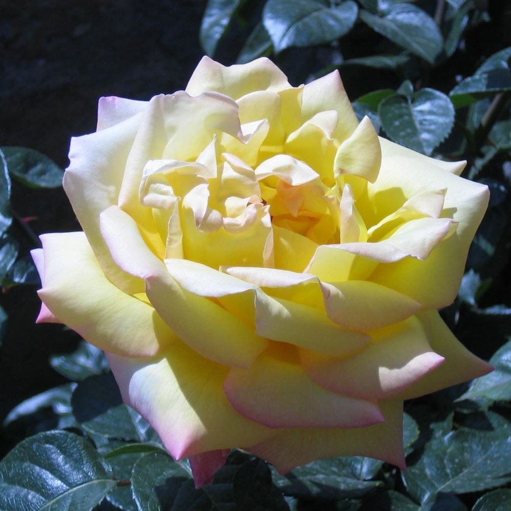 Meet your Posher, Sesa